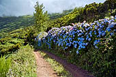 Azzorre, Isola Sao Jorge - Escursione alla Faja dos Cubres. I sentieri sono bordati di ortensie.